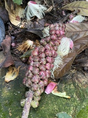 Calliandra haematomma