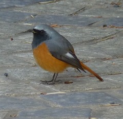 Phoenicurus hodgsoni