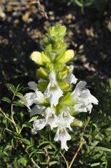 Salvia scabiosifolia