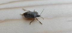 Halyomorpha halys