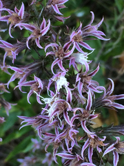 Liatris hesperelegans