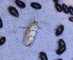 Enaemia atrolinea