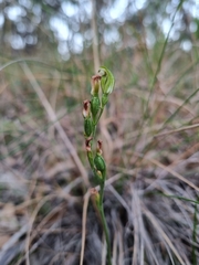 Pterostylis clivosa