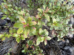 Gaultheria paniculata