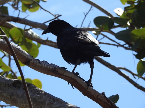 Corvus brachyrhynchos image