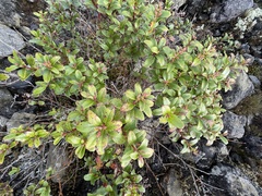Gaultheria paniculata