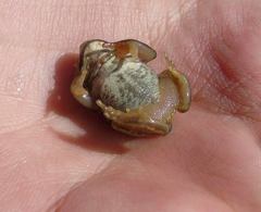 Gastrotheca riobambae