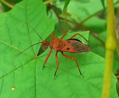 Panthous bimaculatus
