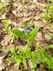 Myosotis krylovii