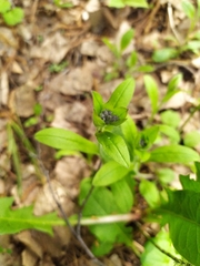 Myosotis krylovii