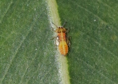 Eucalyptolyma maideni