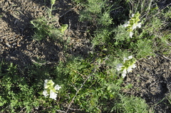 Salvia scabiosifolia