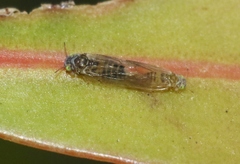 Cryptoneossa triangula