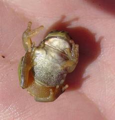 Gastrotheca riobambae