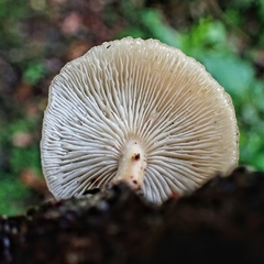 Lentinula boryana image