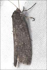 Conoeca guildingi