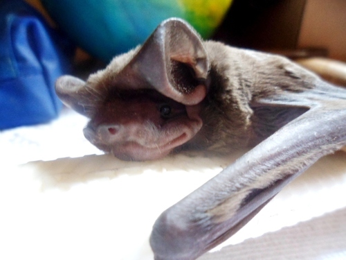 Wagner's Bonneted Bat (Eumops glaucinus) — Least Concern Mammalia