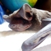 Wagner's Bonneted Bat - Photo Thamurdock, no known copyright restrictions (public domain)