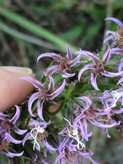 Liatris hesperelegans
