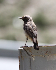 Oenanthe xanthoprymna