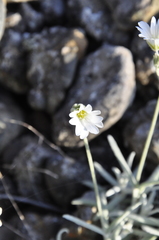 Cerastium biebersteinii