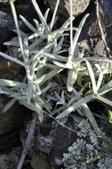 Cerastium biebersteinii