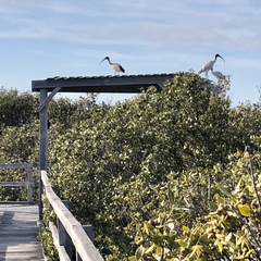 Threskiornis molucca