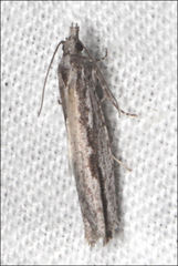 Holocola melanographa