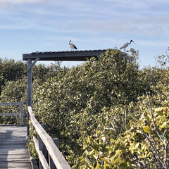 Threskiornis molucca