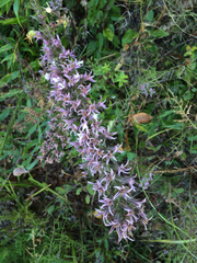 Liatris hesperelegans