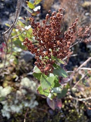 Gaultheria oppositifolia
