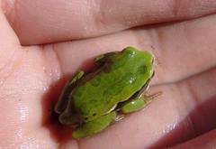 Gastrotheca riobambae