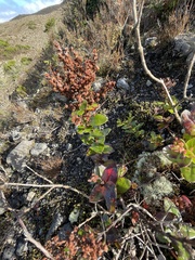 Gaultheria oppositifolia