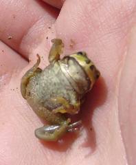 Gastrotheca riobambae