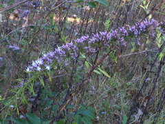 Liatris hesperelegans