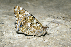Vanessa cardui