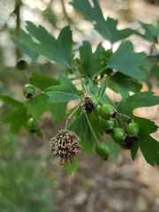 Gymnosporangium clavariiforme