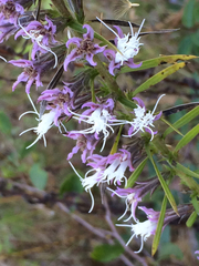 Liatris hesperelegans