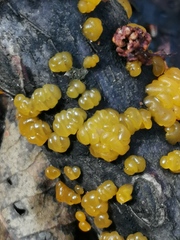 Dacrymyces lacrymalis