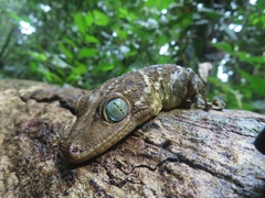 Gekko albomaculatus