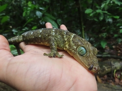 Gekko albomaculatus