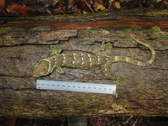 Gekko albomaculatus