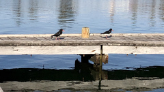 Haematopus longirostris