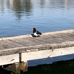 Haematopus longirostris
