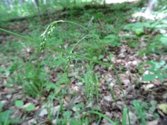 Carex formosa