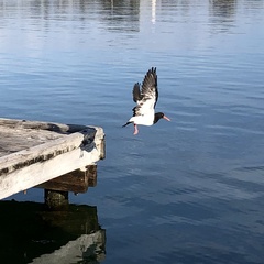 Haematopus longirostris
