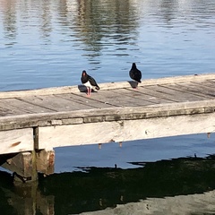 Haematopus longirostris