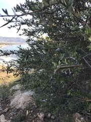 Periploca laevigata angustifolia
