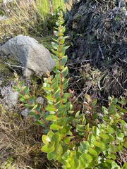 Gaultheria oppositifolia