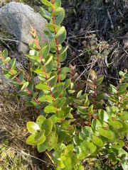 Gaultheria oppositifolia